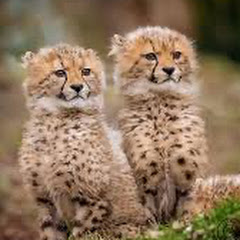 癒しのお届け便【可愛い動物】