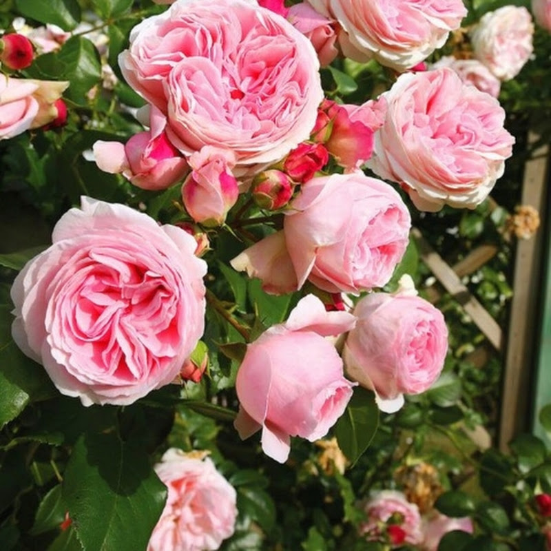 Hire Meera.Balivada — Lifestyle & Vlogs YouTube creator for sponsorships