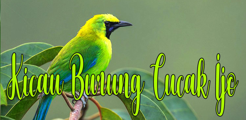 Kicau Burung Cucak Ijo Apk For Android Raja Android