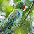 Blue Green Parrot