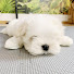 TKQQqjCzDJk-channel-avatar-Xanti the Maltese