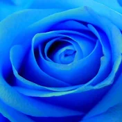 青の薔薇Kako