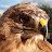 Middle Tennessee Raptor Center