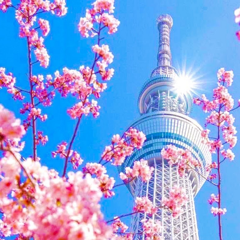Solo Travel in Japan