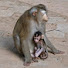 Vr6tS3CGPs4-channel-avatar-Monkey Life Stories