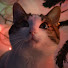 yk1P7XbNcUE-channel-avatar-MyCat Plushy