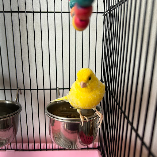 Lemon the Canary