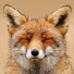 2_QG1INggKw-channel-avatar-Zalfi Fox ASMR 🦊