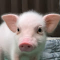 100日後に食われるブタ