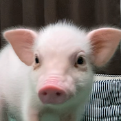 100日後に食われるブタ - Eaten Pig after 100 days