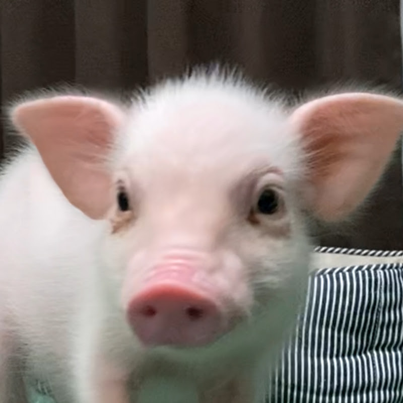 100日後に食われるブタ  - Eaten Pig after 100 days