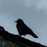 GY17nOUQ5sA-channel-avatar-Crow Chilling Park