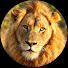 zYDTBt6ms48-channel-avatar-Kruger Wildlife Sightings