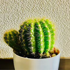 覇王樹チャンネル【サボテンチャンネル】