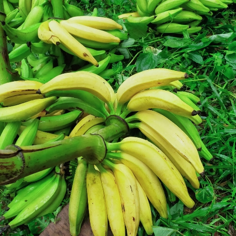 😊safe to eat😊 കൃഷി കാഴ്ചകൾ