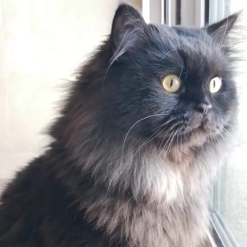 Mimi The Explorer