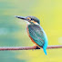 esXj7KuCn-0-channel-avatar-なぎの野鳥観察ノート Nagi's Bird Watching Notebook