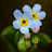 @korean-forger-me-not-spring