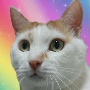 猫10匹とプロボウラー中島美穂ꕤ︎︎·͜·