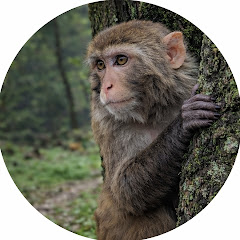 Monkey Nature Life