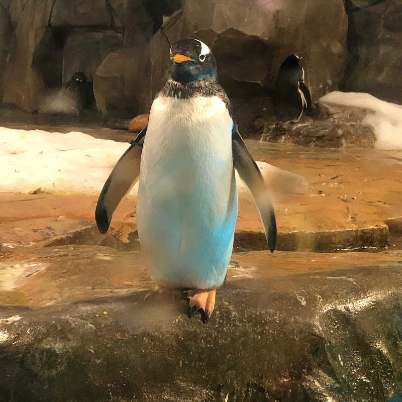 Casual Gaming Penguin