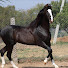 2JOoI1M4XRc-channel-avatar-Horse_mela