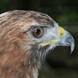 Caribbean Hawk logo