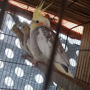 Birds Fusion