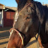 iB4QOL60QE8-channel-avatar-JohnnyFloresPerformanceHorses