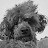 @Poodle-LeonTV