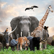 Animal World 