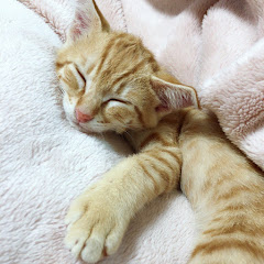 ぴっぴこぴっぴチャンネル