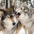 WFGlYlVjR1s-channel-avatar-Wolfsuit 