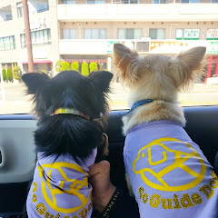 チワワのまめ&きゅん♡チャンネルアイコン画像