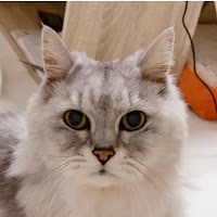 ぽっくんときみちゃんの小部屋 profile image