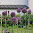 @gardeners_soul