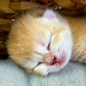 Plush Kittens