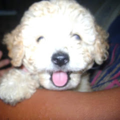 Peluzo Peluzin