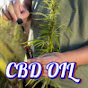 Hump CBD Oil logo