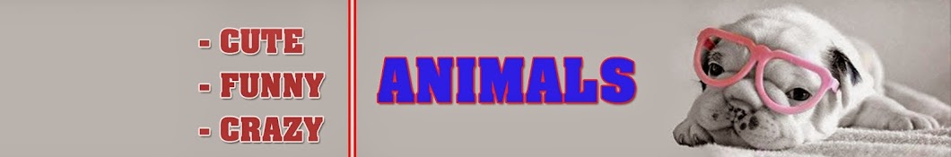 NVD Animal World Avatar de chaîne YouTube
