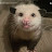 @Silly-the_opossum-