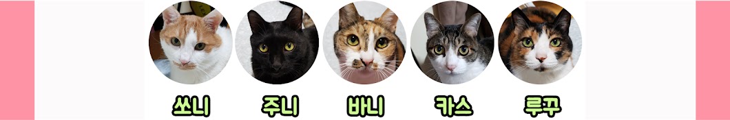 ì˜¤ëƒ¥ì´ë„¤ eve5cats رمز قناة اليوتيوب