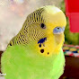 Tat-too the Talking Parakeet logo