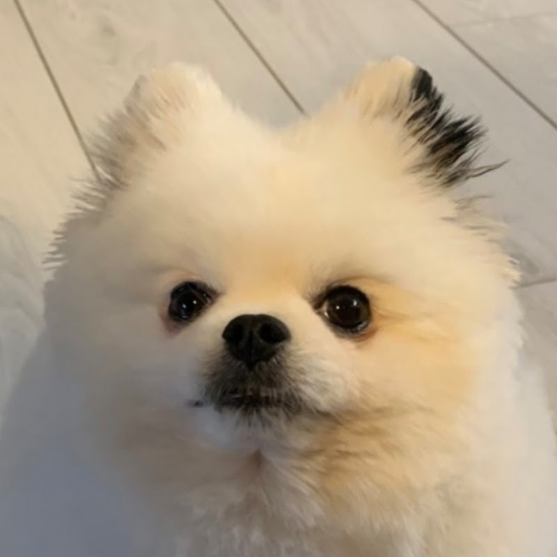 熊熊醉愛露營 Logo