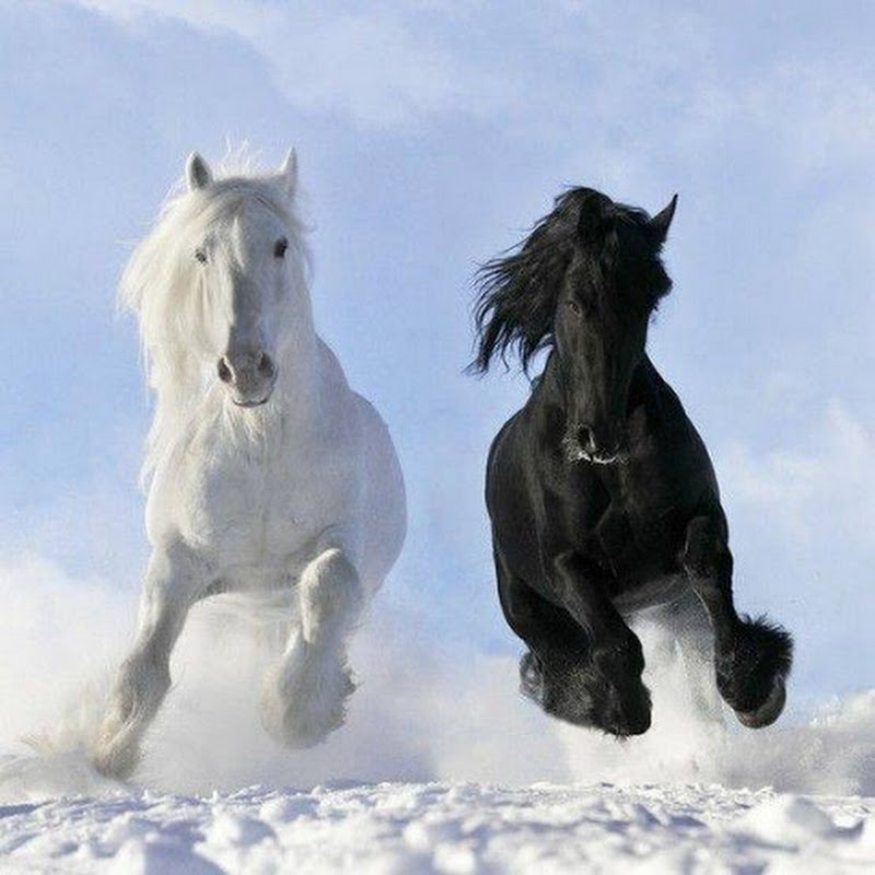 Horses And Dogs