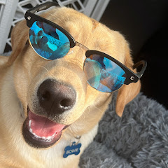 BOWIE THE UBER DOG Avatar