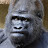@harambe1580 Avatar