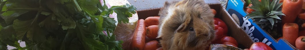 Sharnas Cavy Sanctuary guinea pig rescue ইউটিউব চ্যানেল অ্যাভাটার