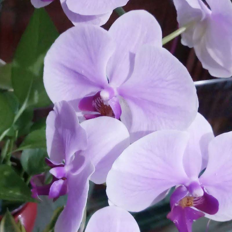 Enjoy Gardening nd Nature