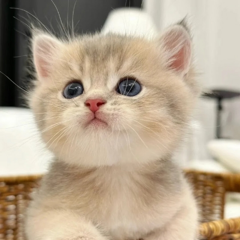 Catistology
